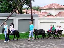 Johan´s Ponies and Pony Cart
