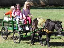 Desireé´s ponies and pony cart